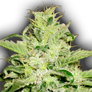 An image of Double Kush Auto