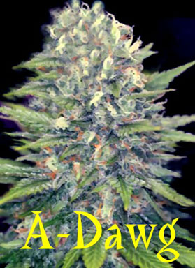 An image of A-Dawg