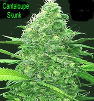 An image of Cantaloupe Skunk