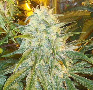 An image of Orange Diesel