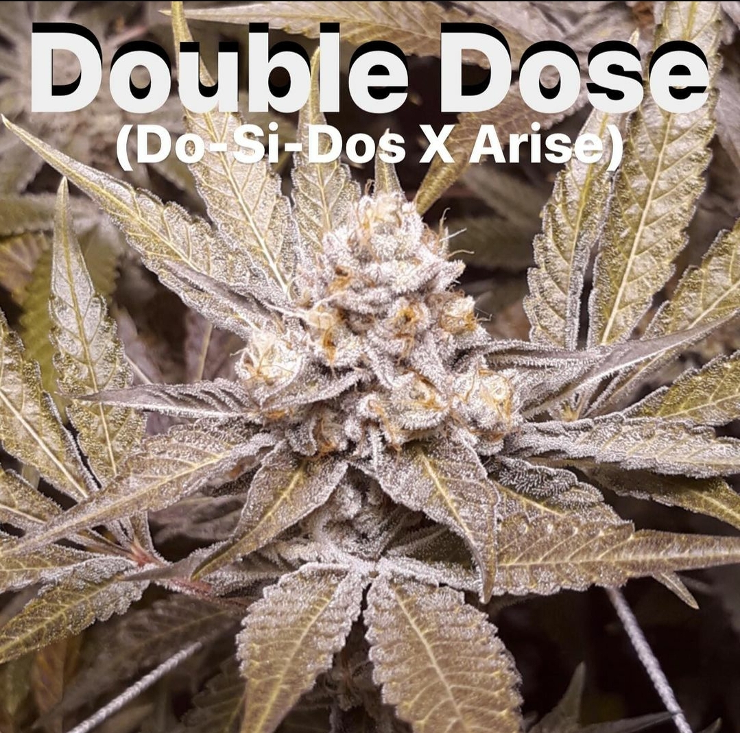 An image of Double Dose