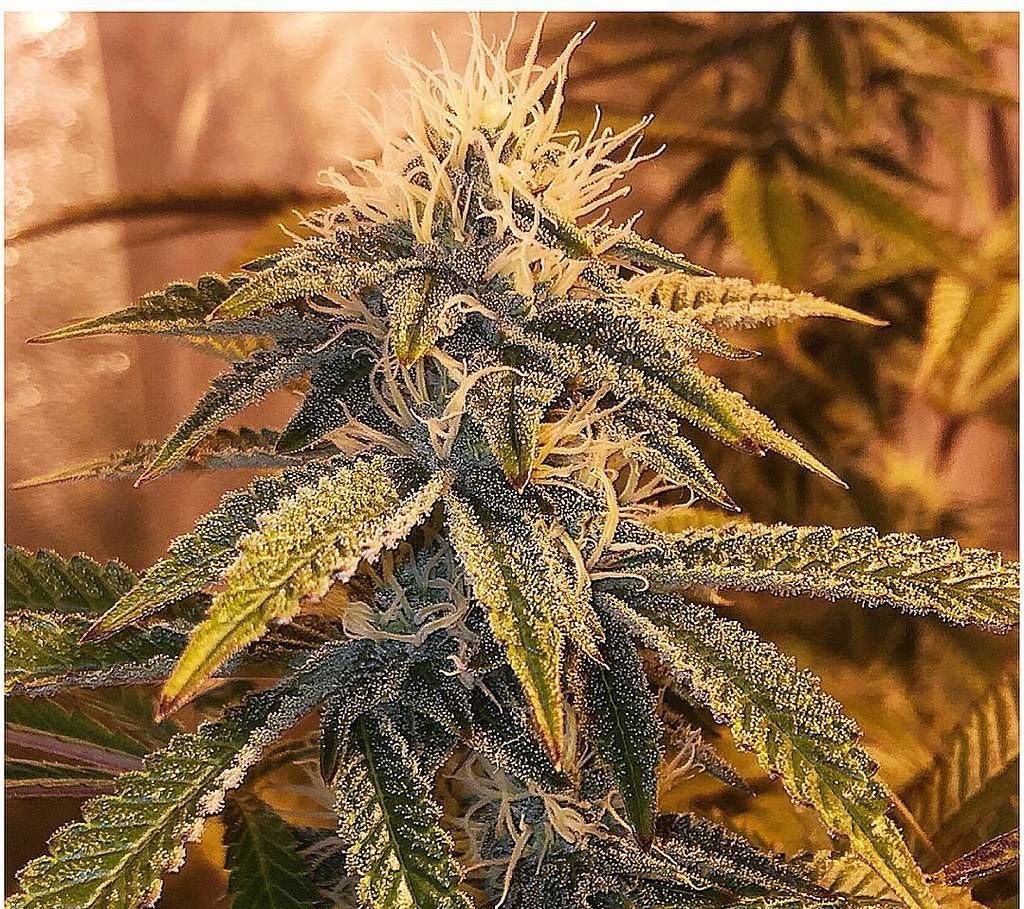 An image of Blue Healer