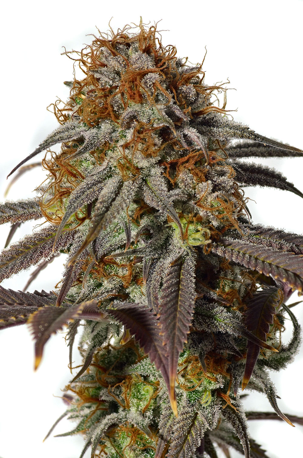An image of Dawg Ripper