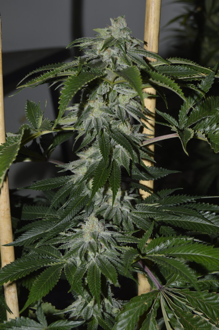 An image of Kalonji Kush
