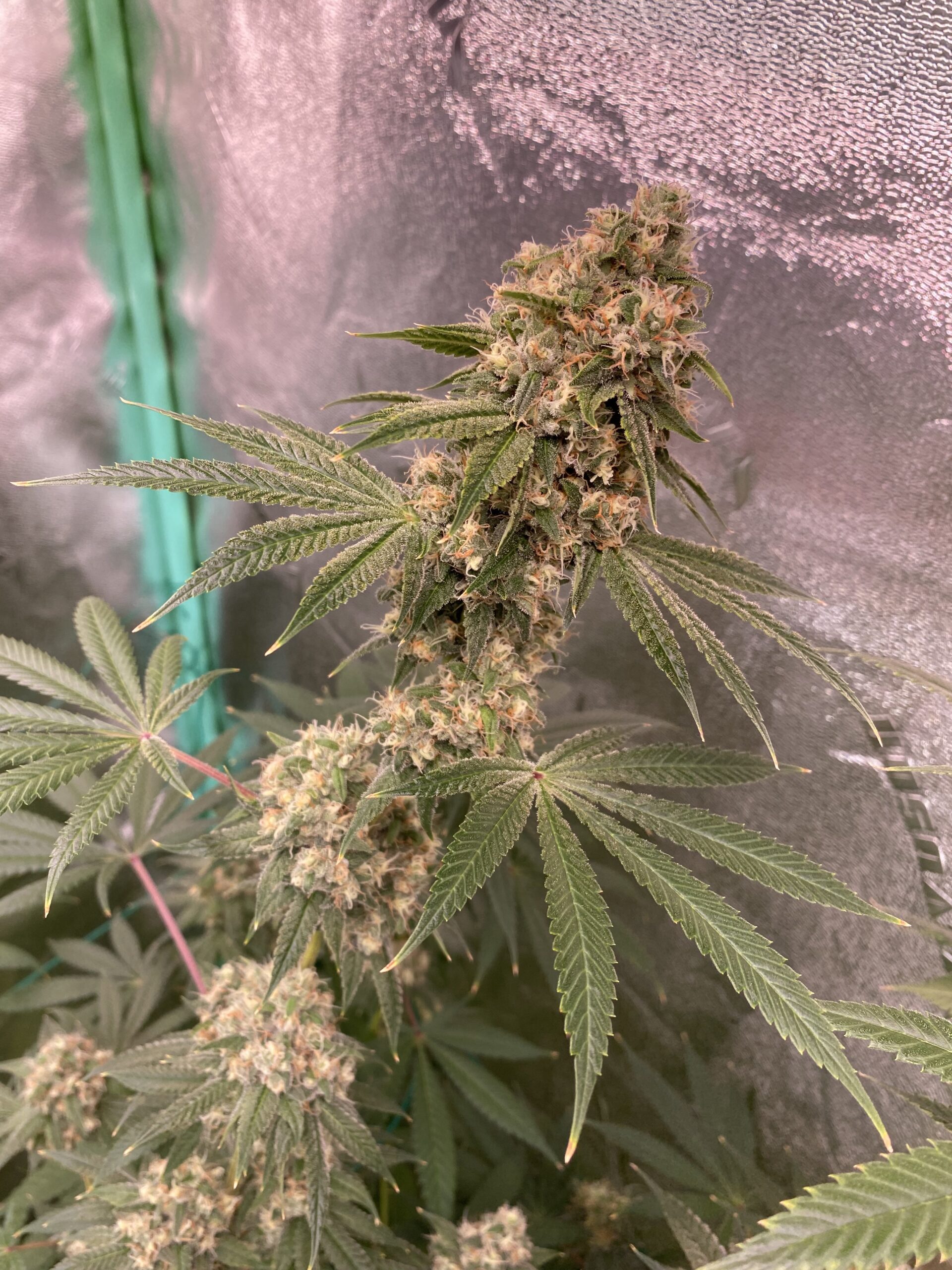 An image of Kingston Kush