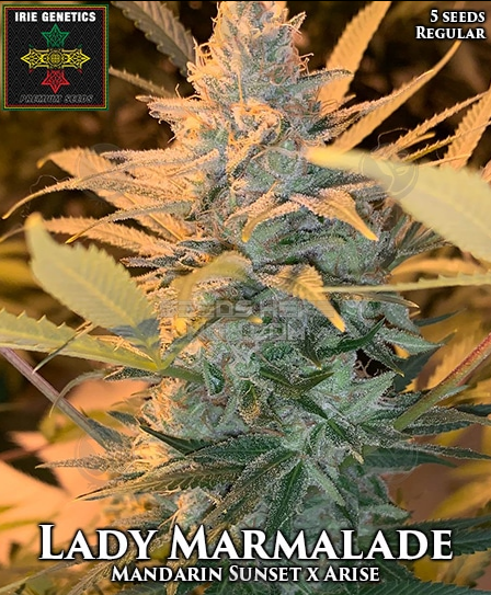 An image of Lady Marmalade