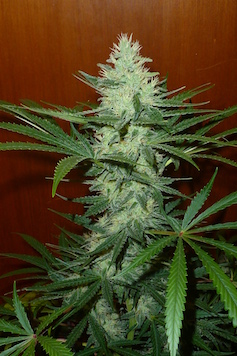 An image of Lemon Jeffery