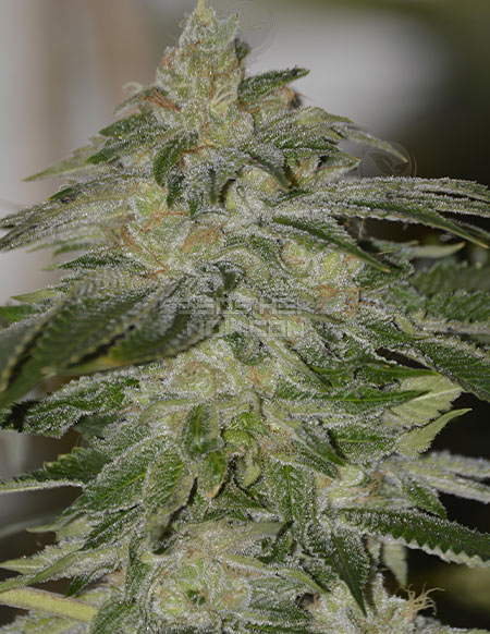 An image of Liberation OG