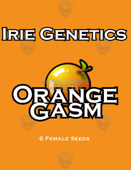 An image of Orange Gasm
