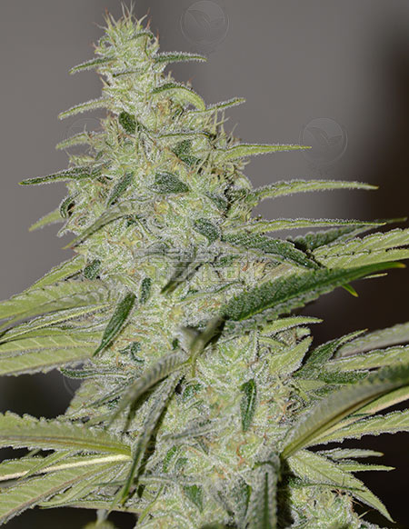 An image of Scarlet Begonias