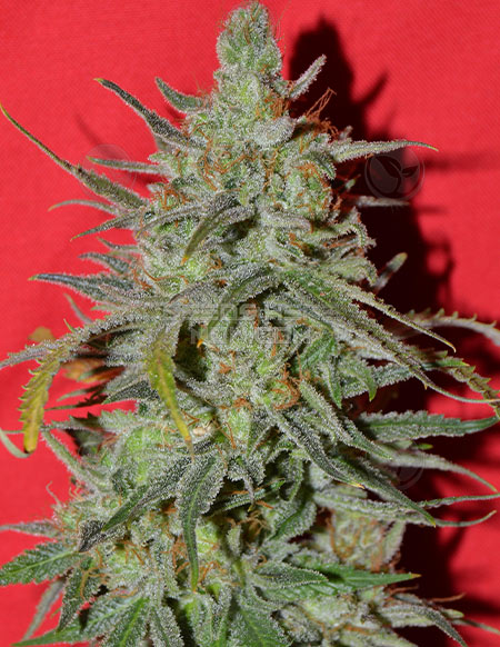 An image of Strawberry Starburst