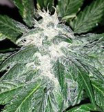 An image of Double Poway Doja