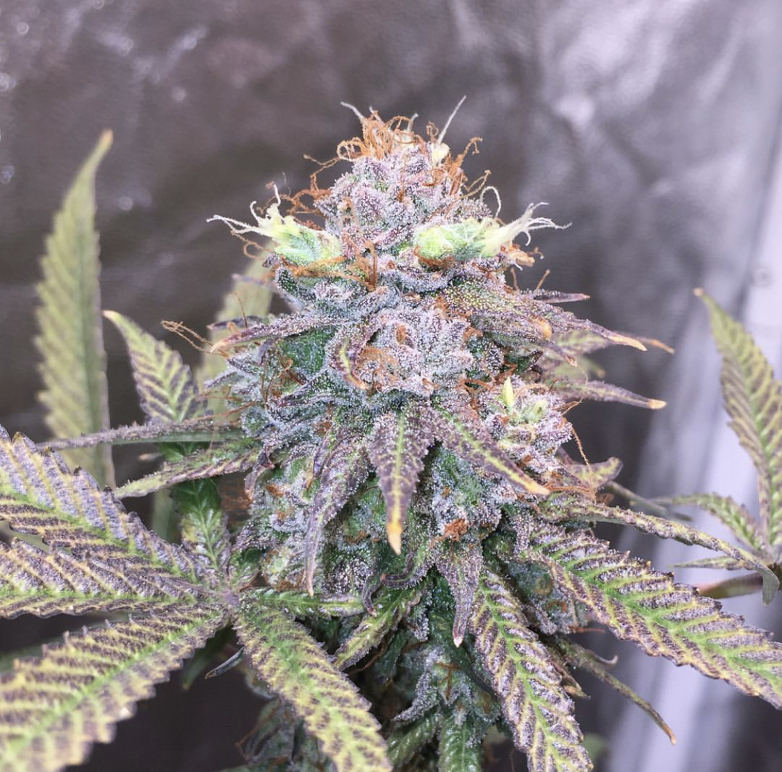 An image of Mendo Ape OG