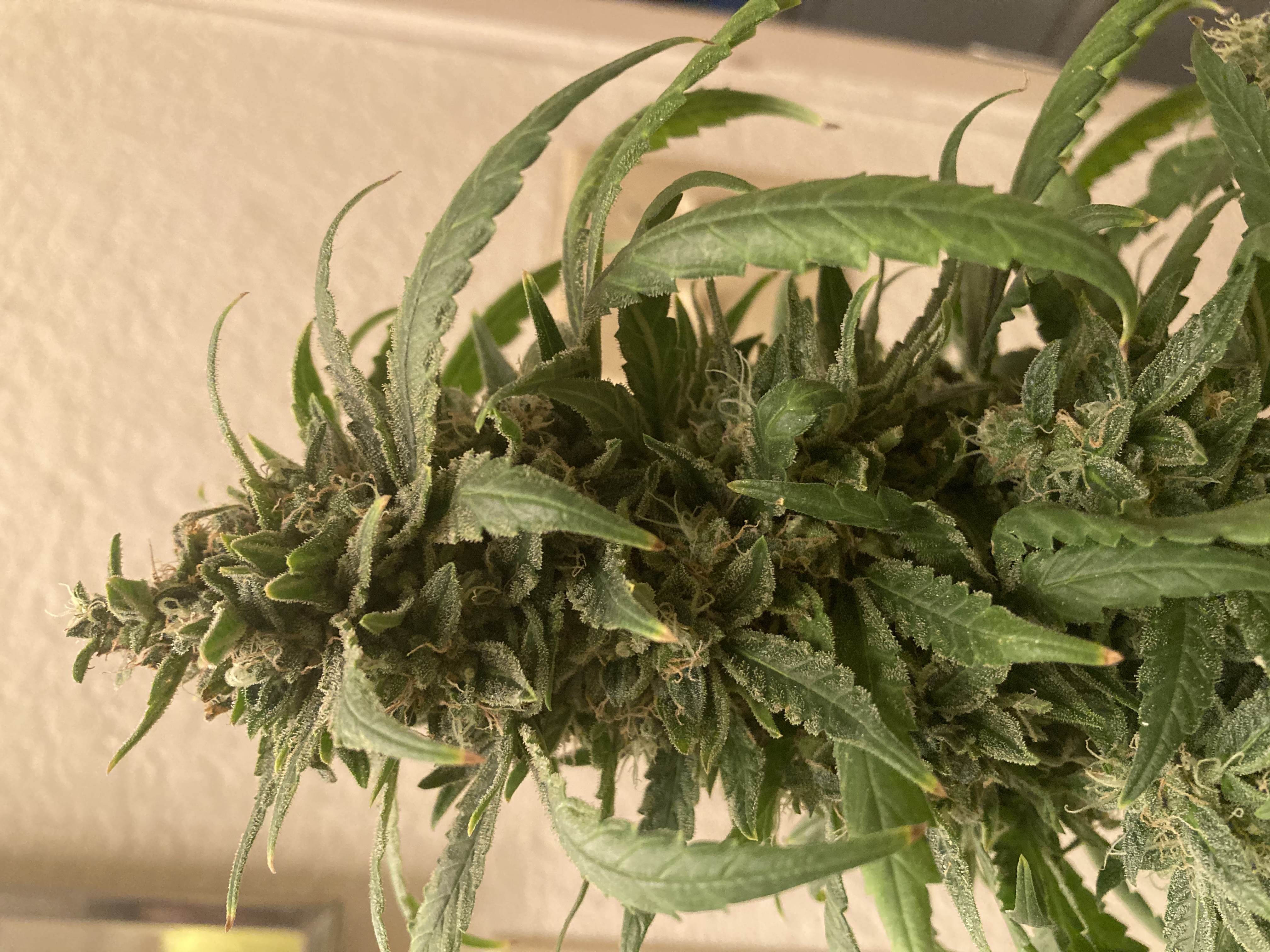 An image of Home Grown