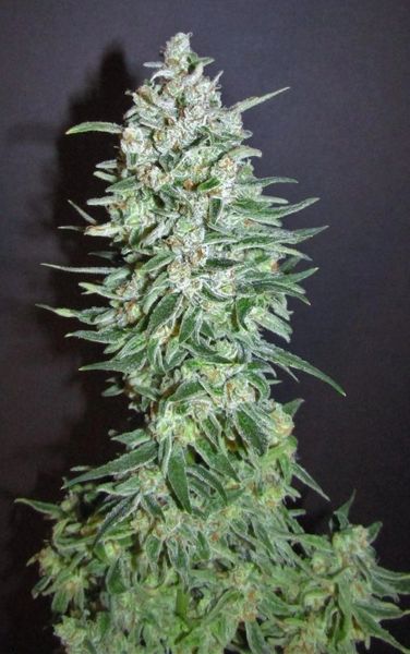 An image of Paradise Diesel