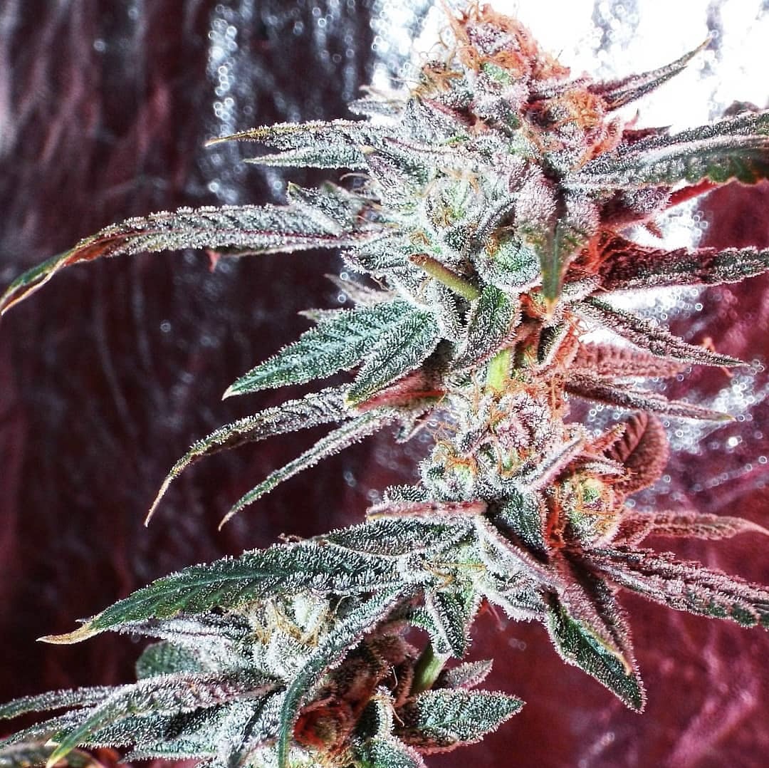 An image of Everlasting Strawberry Breath