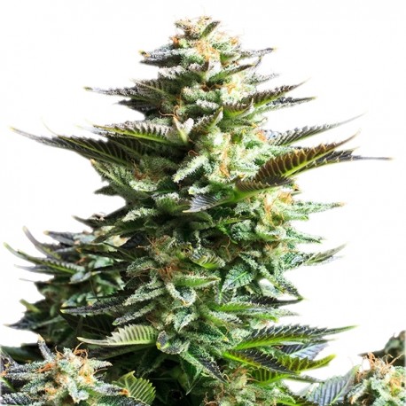 An image of Amnesia Horrendus