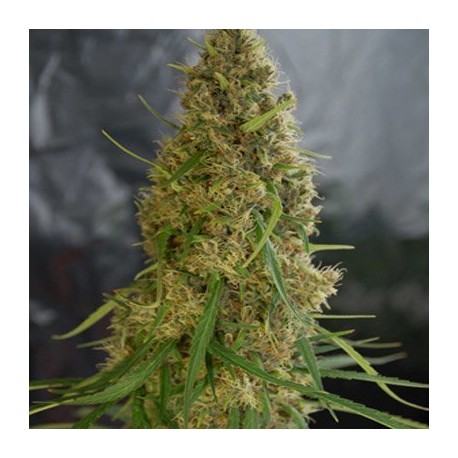 An image of Jah Light