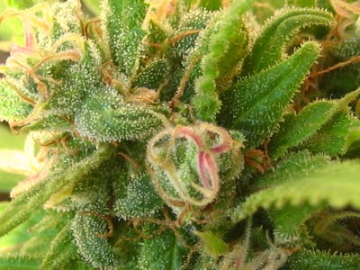 An image of Cotton Candy Bud