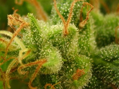 An image of Lemon Kobra