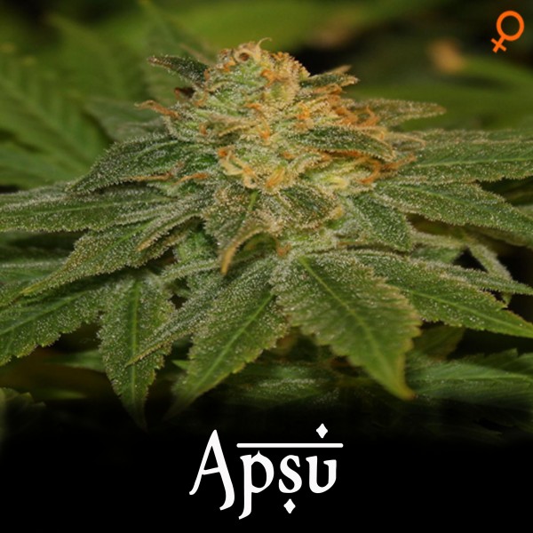 An image of Apsu