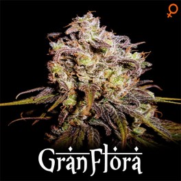An image of Gran Flora