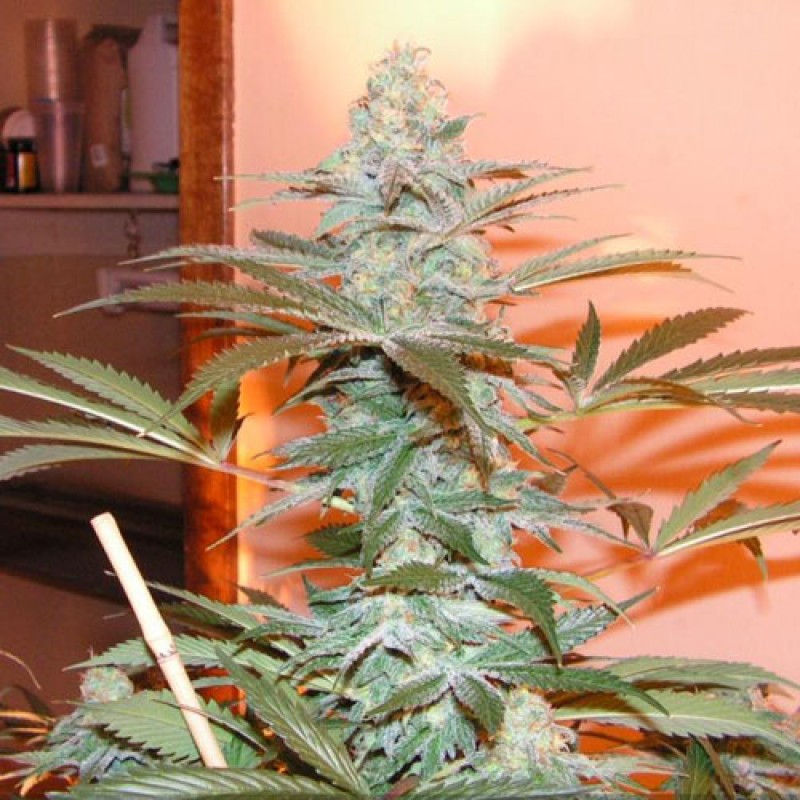 An image of Alien Dojo F2