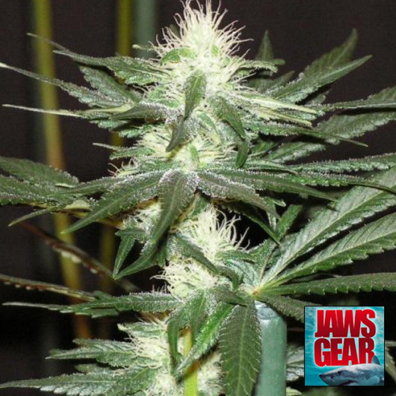 An image of Chem Soda BX1
