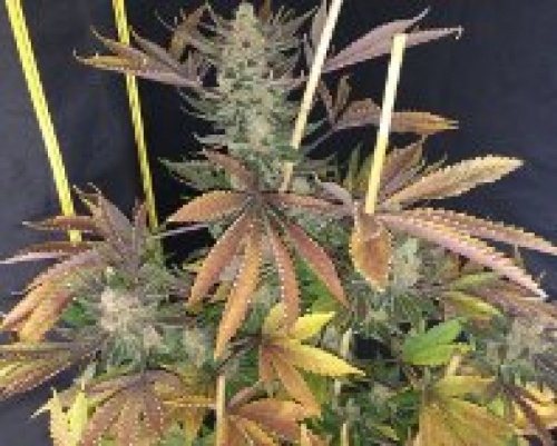 An image of Chem Soda Cookies