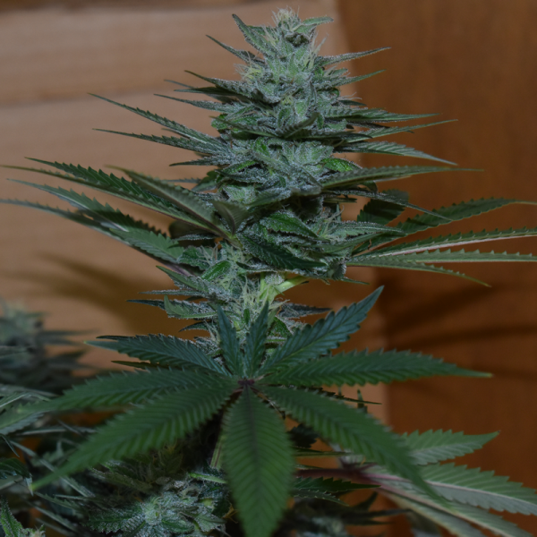 An image of Chem Soda F2