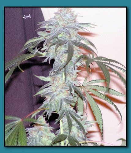 An image of Chem Soda OG