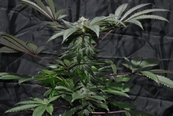 An image of Deep Chunk F3