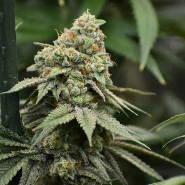 An image of HI-C Cookies