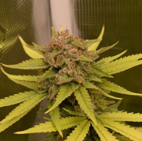 An image of Sour Rootdawg