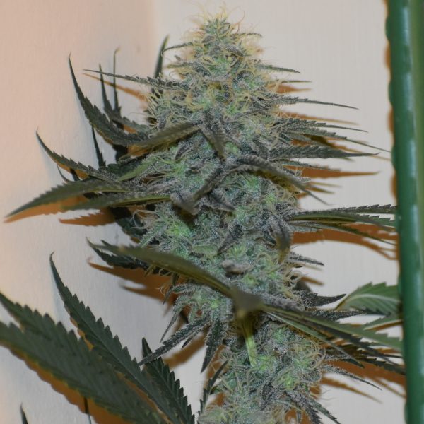 An image of Trainwreck Med's