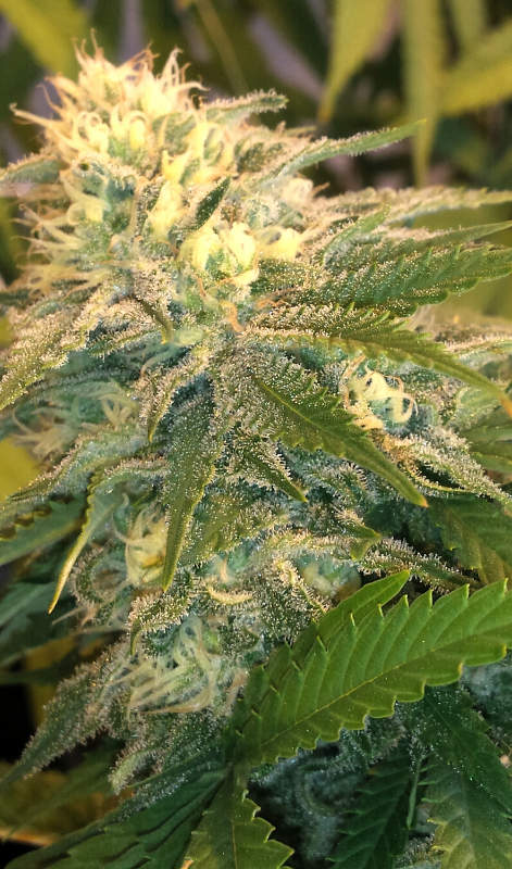 An image of Bubba Gum