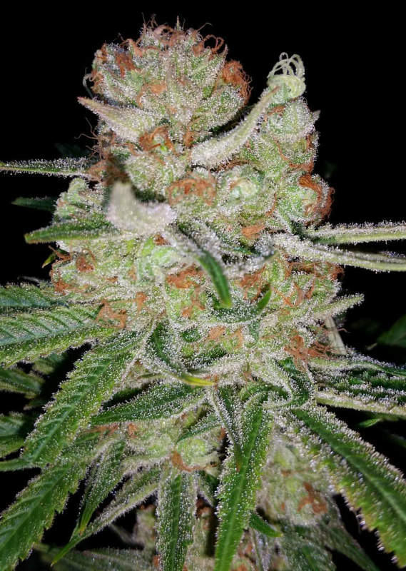 An image of Scarecrow OG