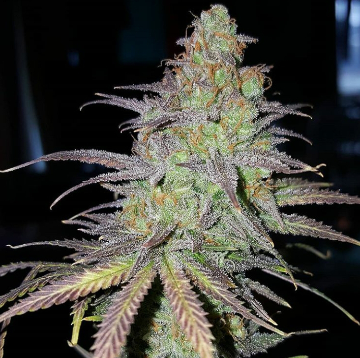 An image of Sweetest Peach OG
