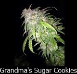 An image of Grandma's Sugar Cookies