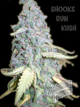 An image of Shooks Rum Kush