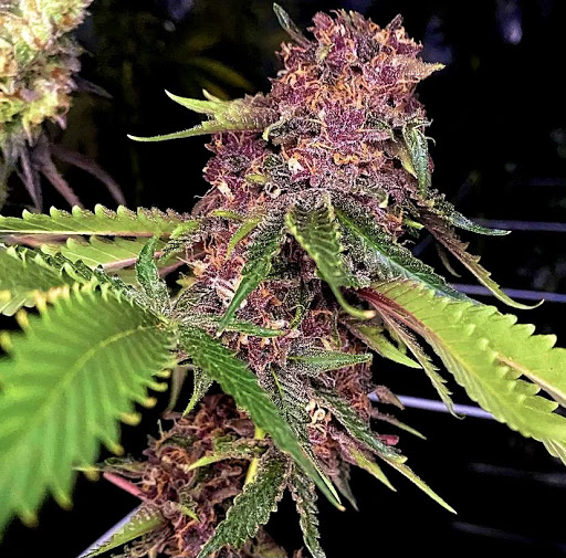 An image of Fairy Dust