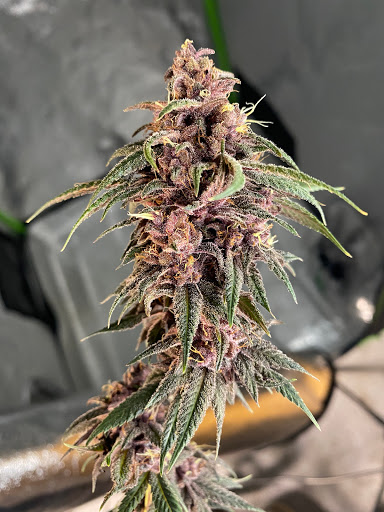 An image of Purple Galaxy