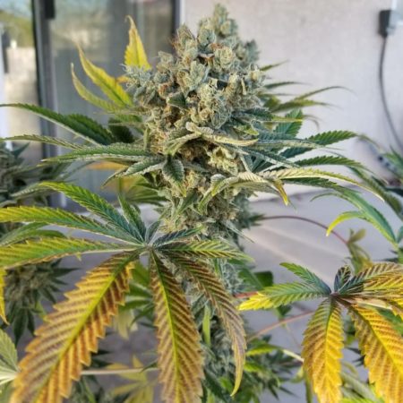 An image of Purple Soda Breath
