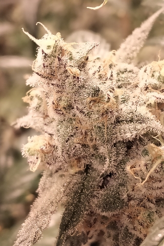 An image of Black Candyland