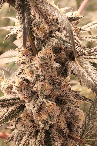 An image of Black G.D.P Haze