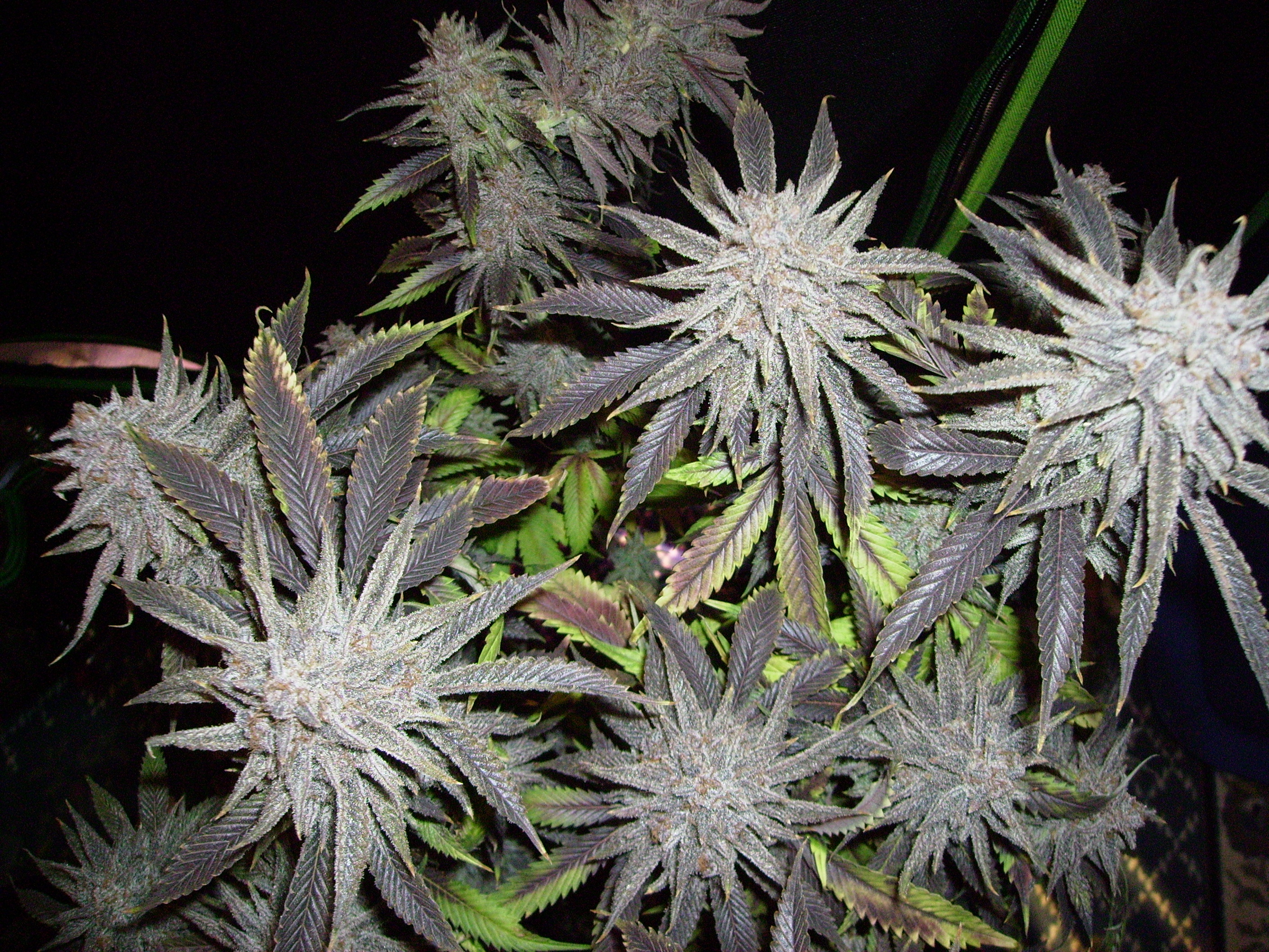 An image of Blackberry Hammer