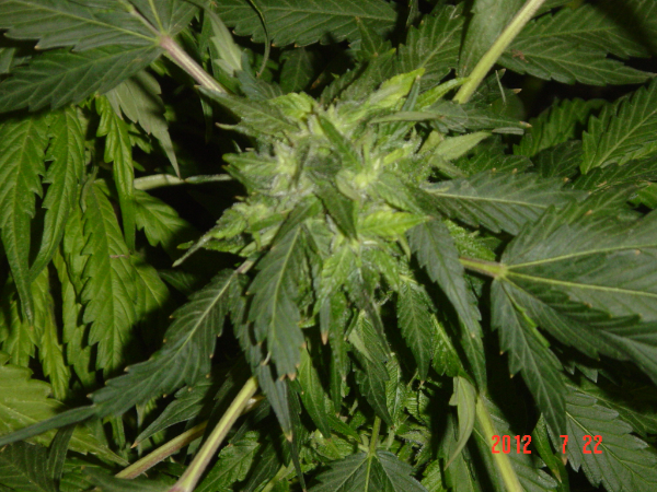 An image of Blue Afghani