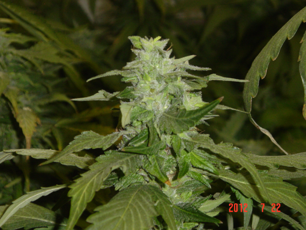 An image of Blue Bud