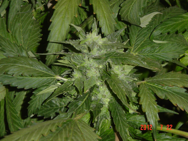 An image of Blue Chemo
