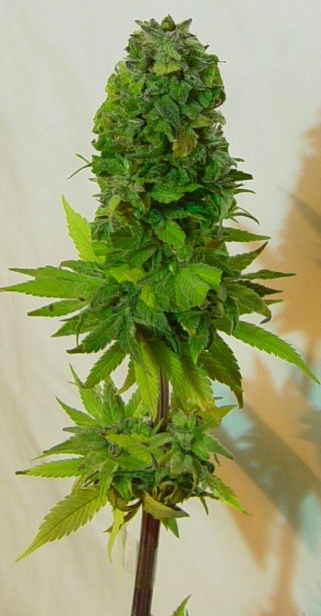 An image of Blue City Diesel